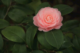 山茶花