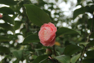 山茶花