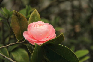 山茶花