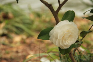 山茶花