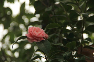 山茶花