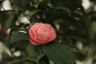 山茶花