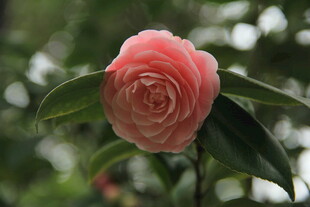 山茶花