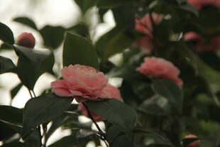 山茶花
