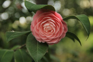 山茶花