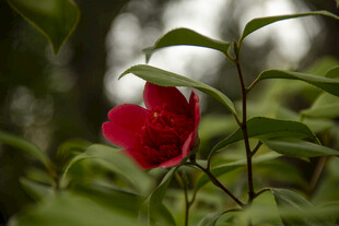 山茶花