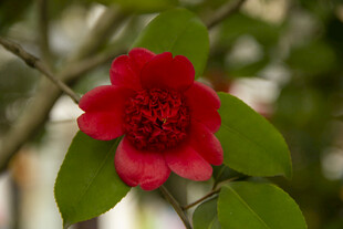 山茶花
