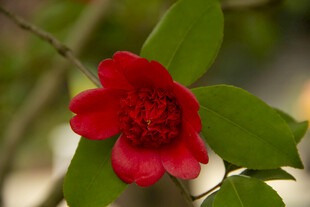 山茶花
