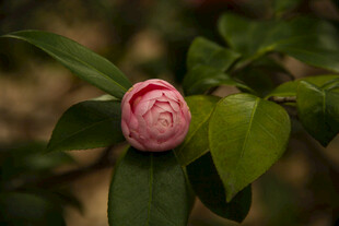 山茶花