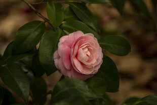 山茶花