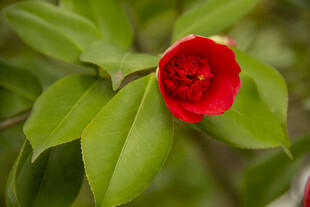 山茶花