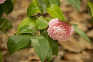 山茶花