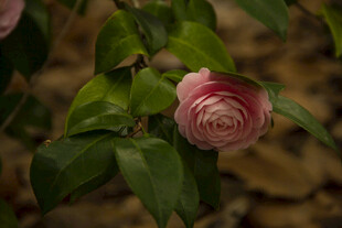 山茶花