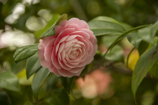 山茶花