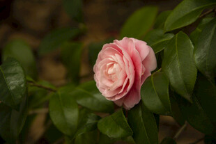 山茶花