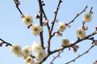 梅花