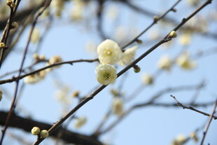 梅花