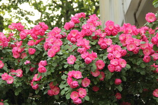 月季花