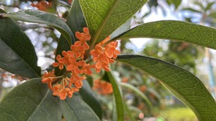 桂花