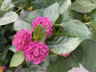 马缨丹