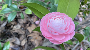 山茶花