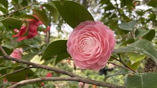 山茶花