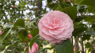 山茶花