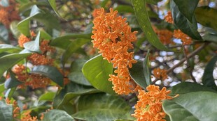 桂花
