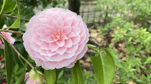 山茶花