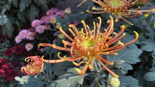 菊花