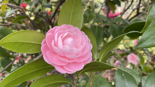 山茶花