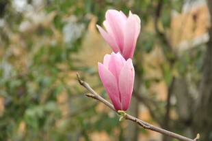 玉兰花