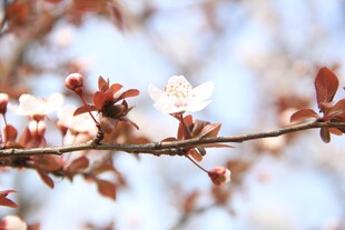 东京樱花