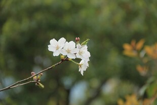 东京樱花