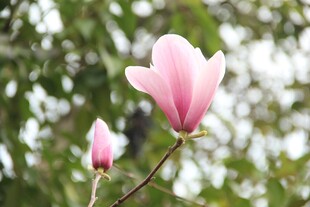 玉兰花