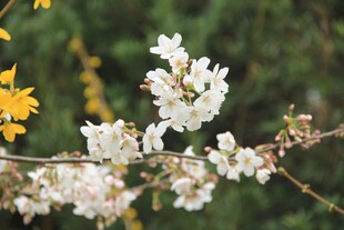 东京樱花