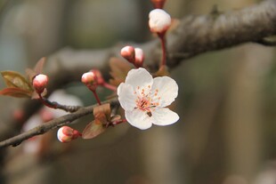 东京樱花