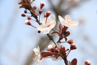 东京樱花