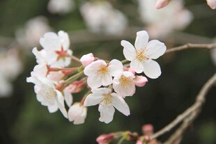 樱花