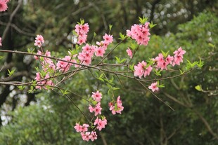 杜鹃花