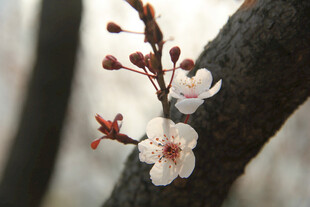 梅花
