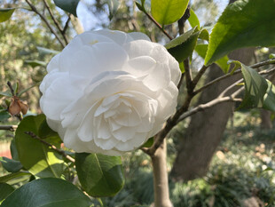 山茶花