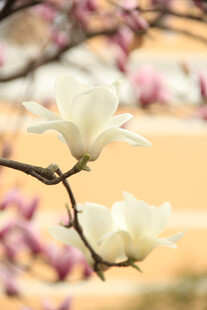 玉兰花