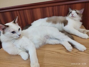 猫