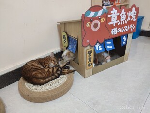 猫