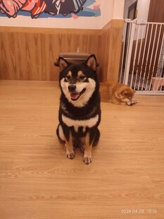柴犬