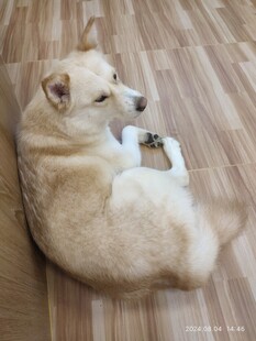 狗