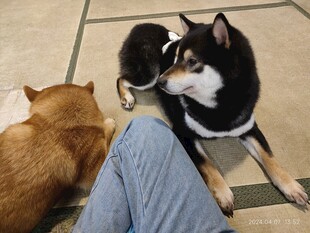 柴犬