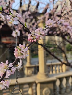 春日繁花下的古典景致