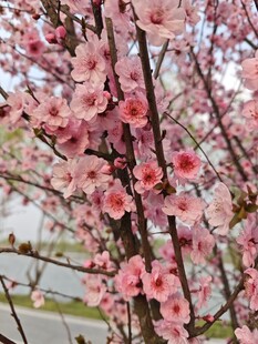 枝头绽放的粉嫩桃花
